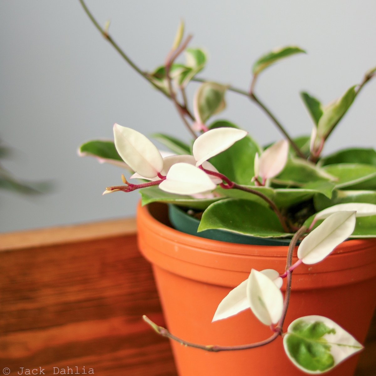  Hoya Carnosa 'Krimson Queen' Wax Plant