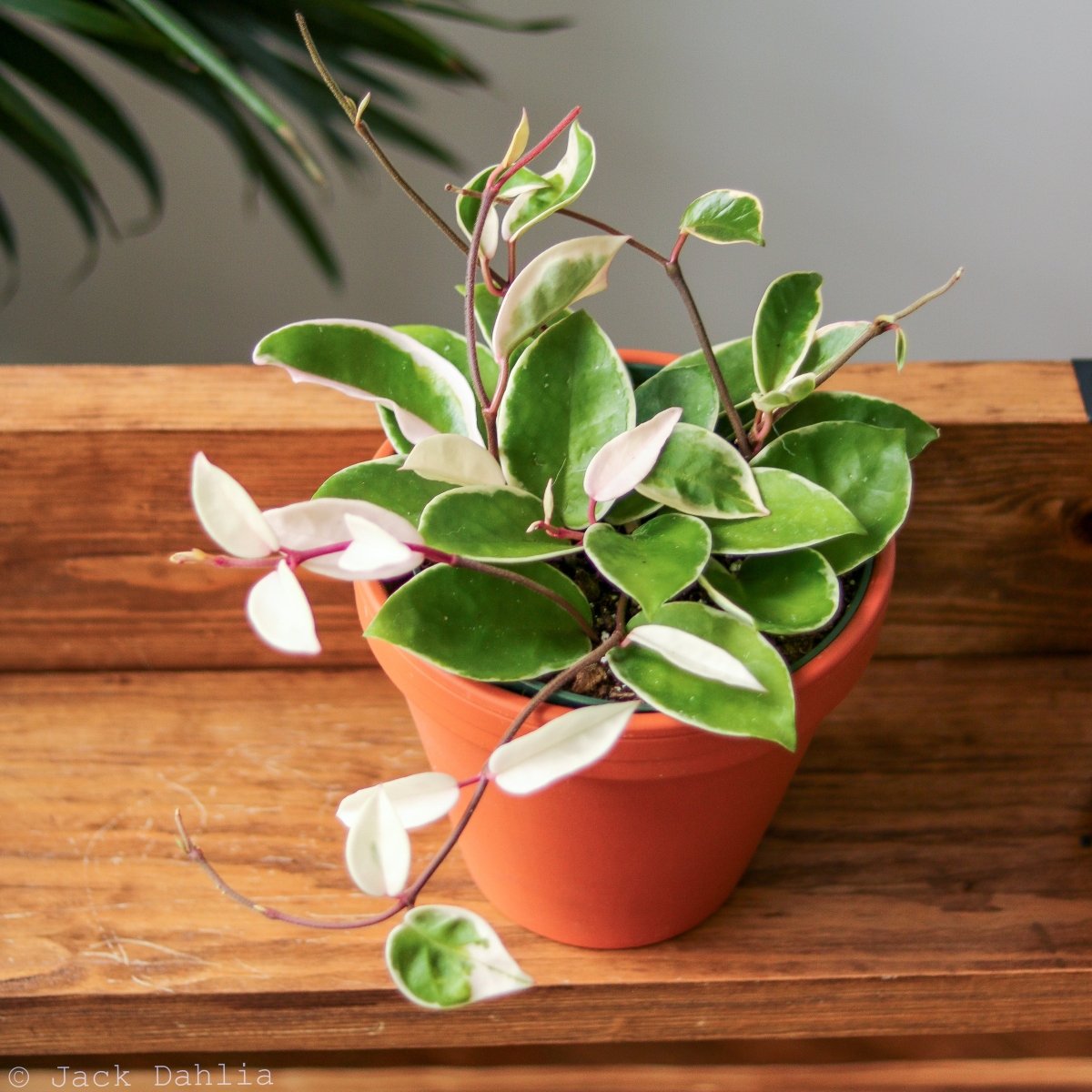  Hoya Carnosa 'Krimson Queen' Wax Plant