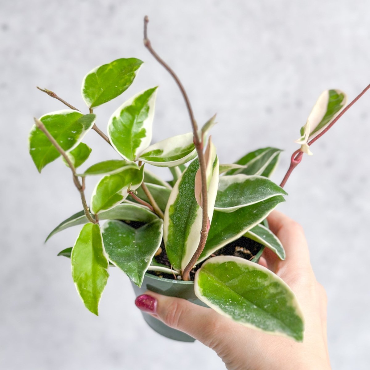  Hoya Carnosa 'Krimson Queen' Wax Plant