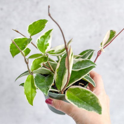  Hoya Carnosa 'Krimson Queen' Wax Plant