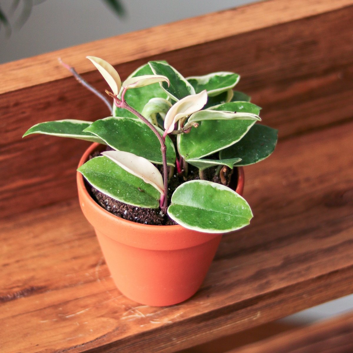  Hoya Carnosa 'Krimson Queen' Wax Plant