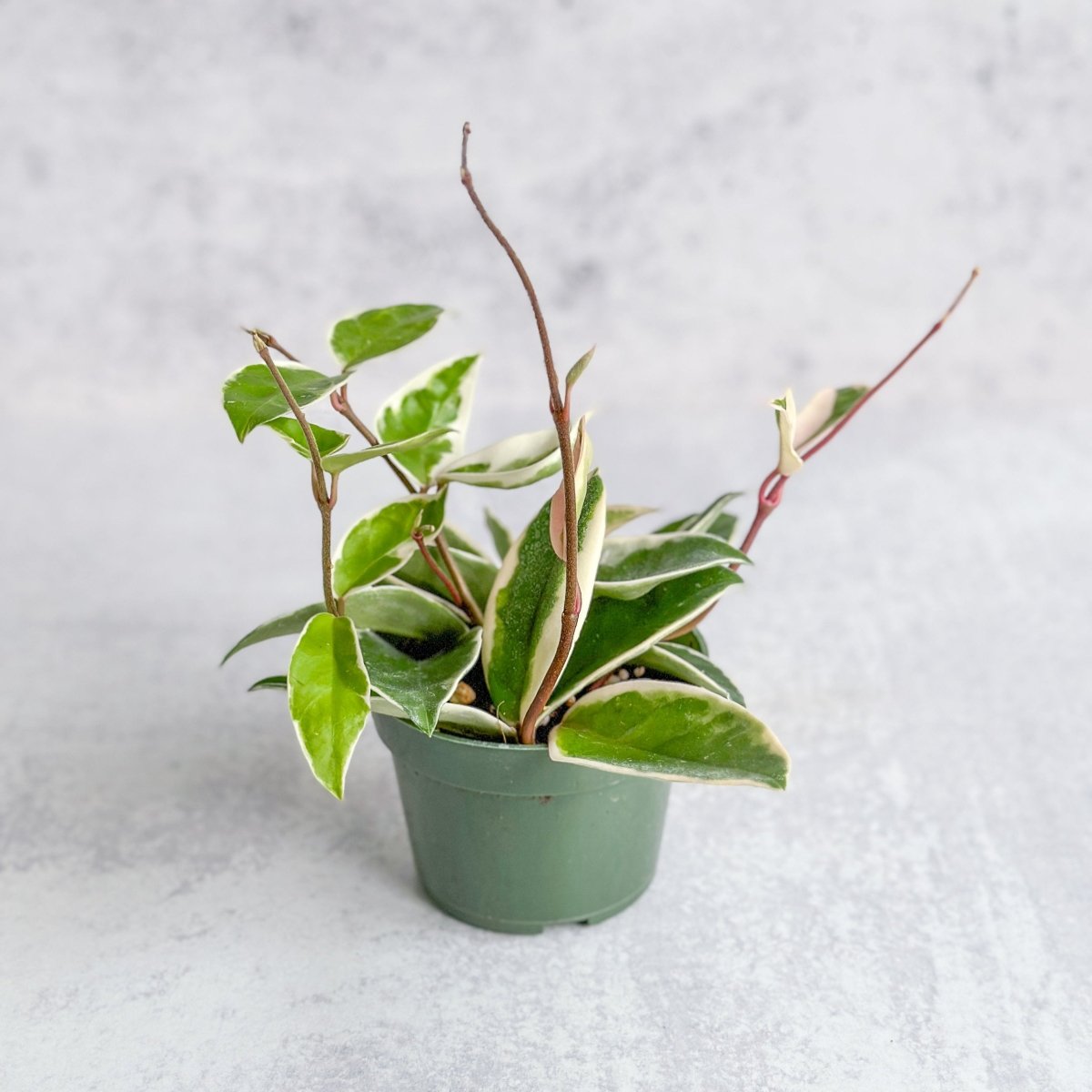  Hoya Carnosa 'Krimson Queen' Wax Plant
