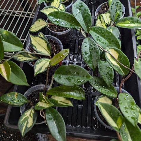  Hoya Carnosa Tricolor Wax Plant