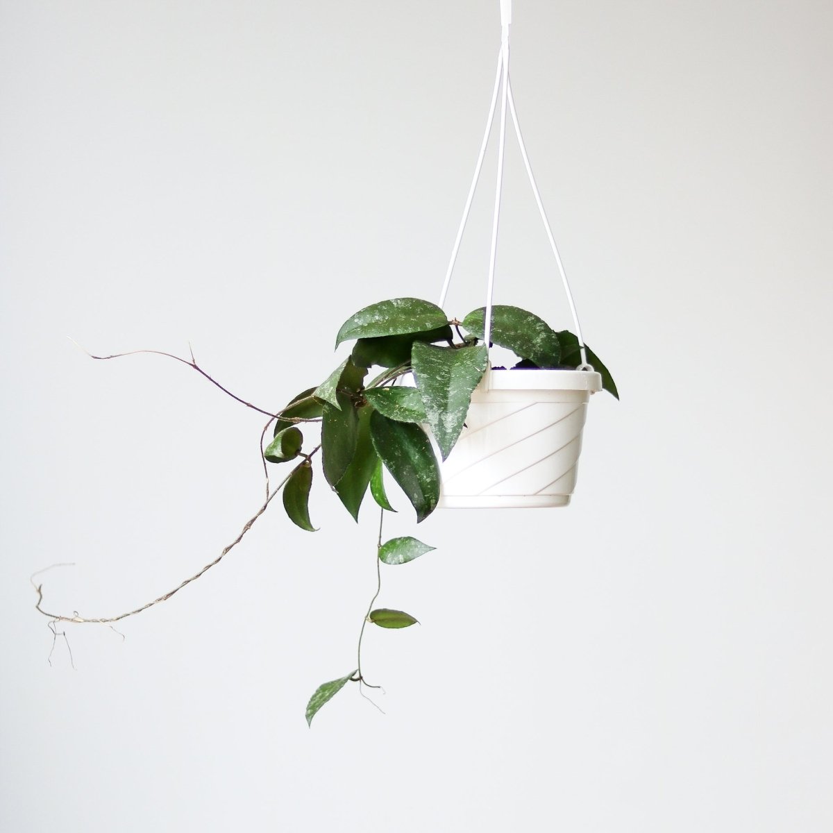  Hoya Caudata ‘Sumatra’ Wax Flower - 6 Inch Hanging Basket