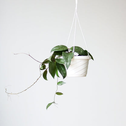  Hoya Caudata ‘Sumatra’ Wax Flower - 6 Inch Hanging Basket