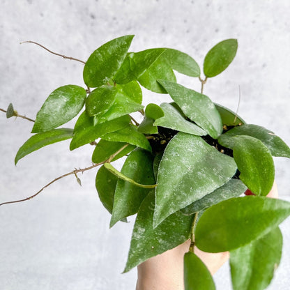  Hoya Caudata Sumatra Wax Plant - Various Sizes
