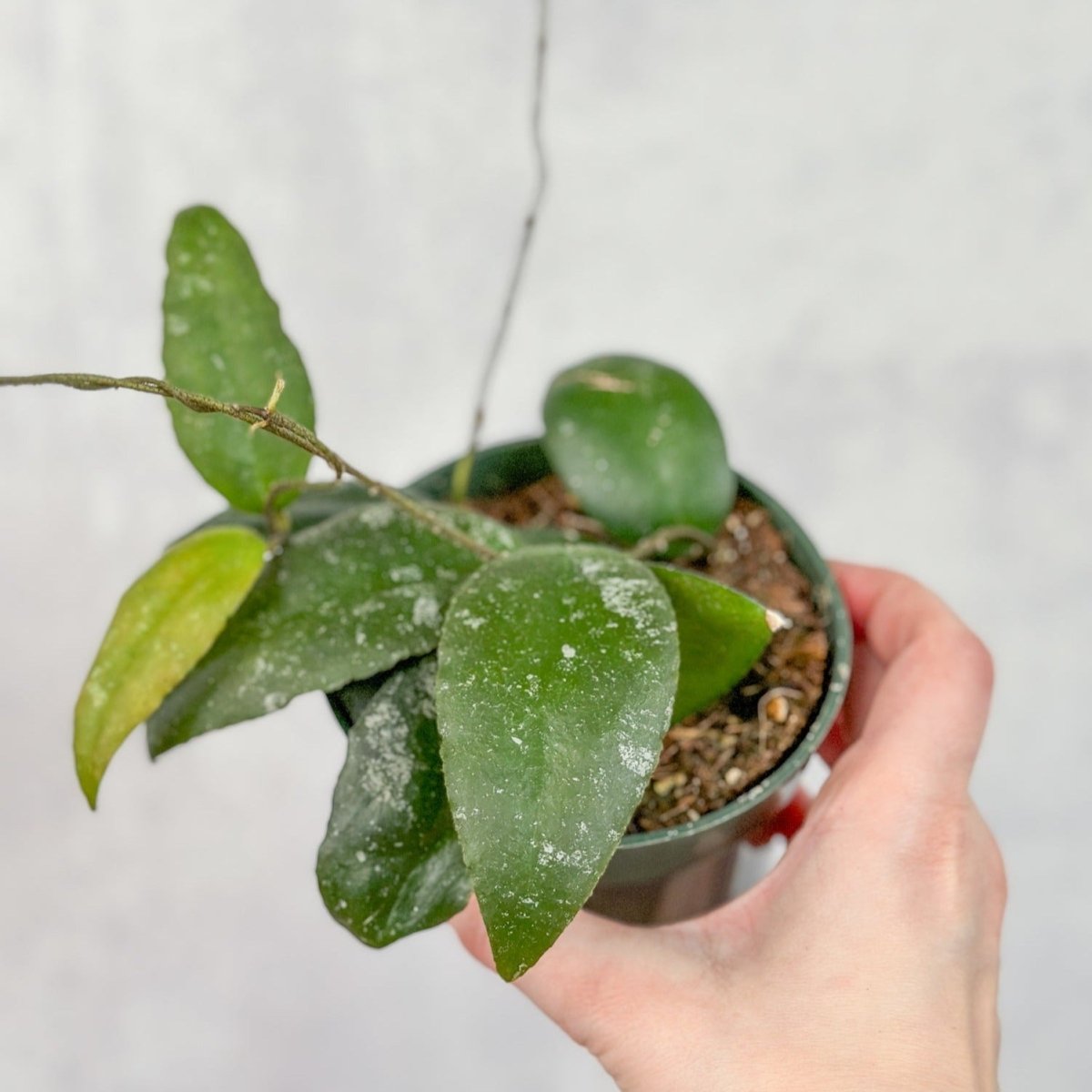  Hoya Caudata Sumatra Wax Plant - Various Sizes