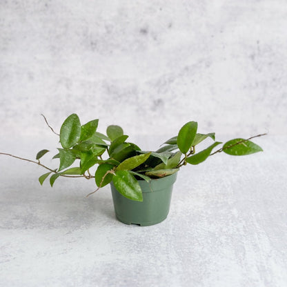  Hoya Caudata Sumatra Wax Plant - Various Sizes