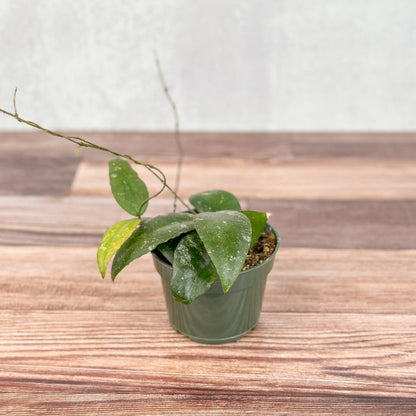  Hoya Caudata Sumatra Wax Plant - Various Sizes