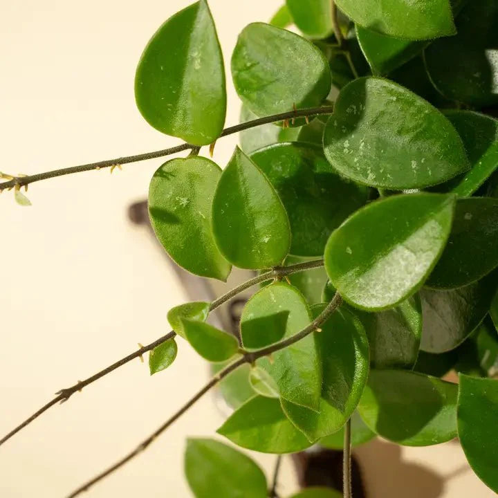  Hoya 'Chouke' - Unique Speckled Wax Plant