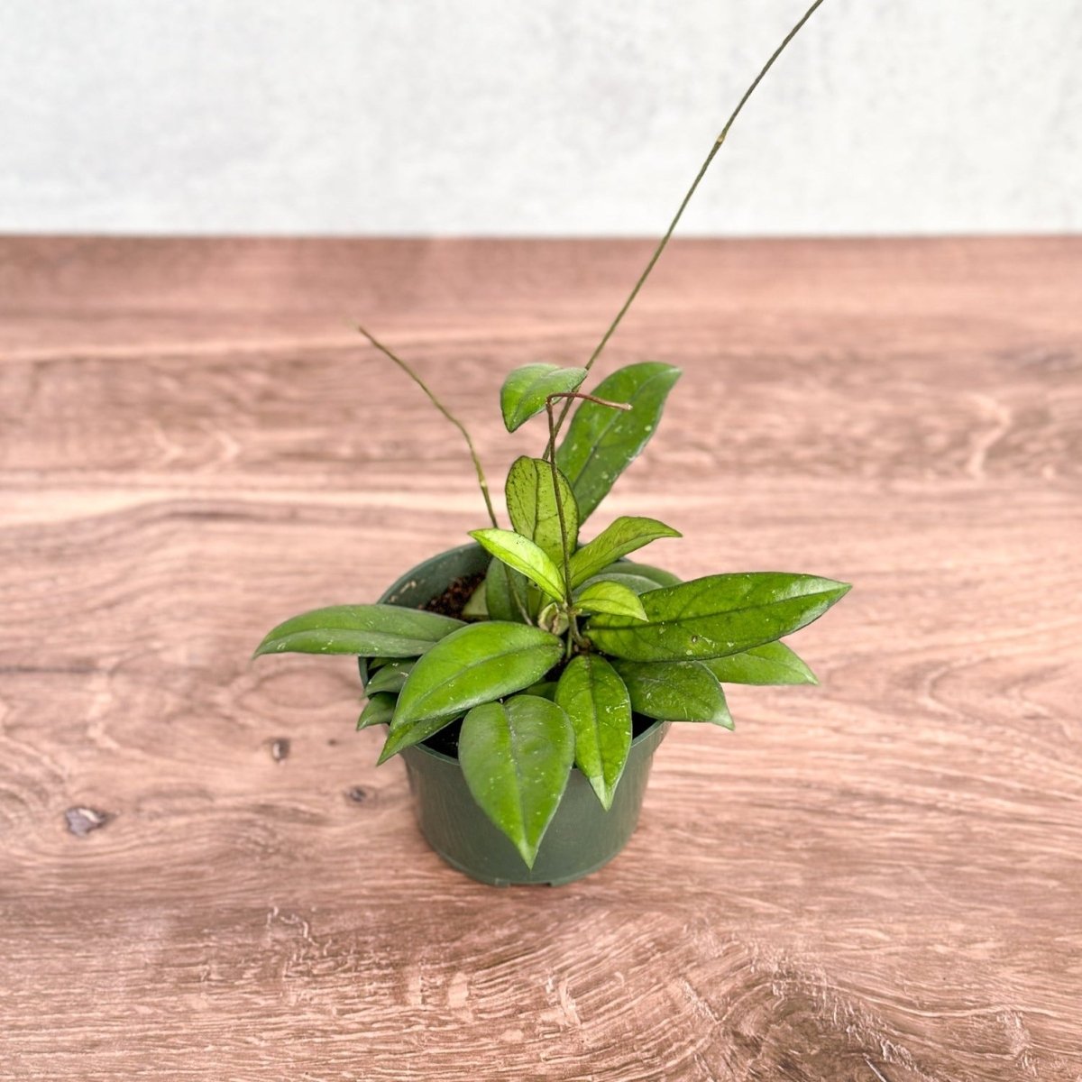  Hoya Crassopetiolata – Thick‑Leaved Wax Flower Hoya