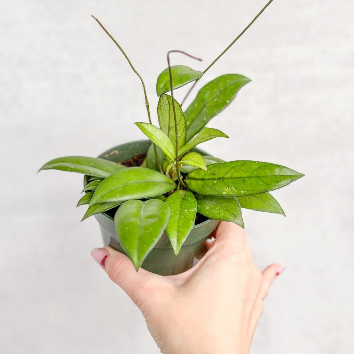  Hoya Crassopetiolata – Thick‑Leaved Wax Flower Hoya