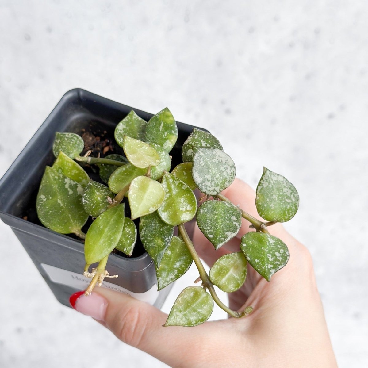  Hoya Curtisii - Tiny-Leaf Waxflower