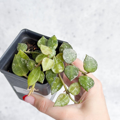  Hoya Curtisii - Tiny-Leaf Waxflower