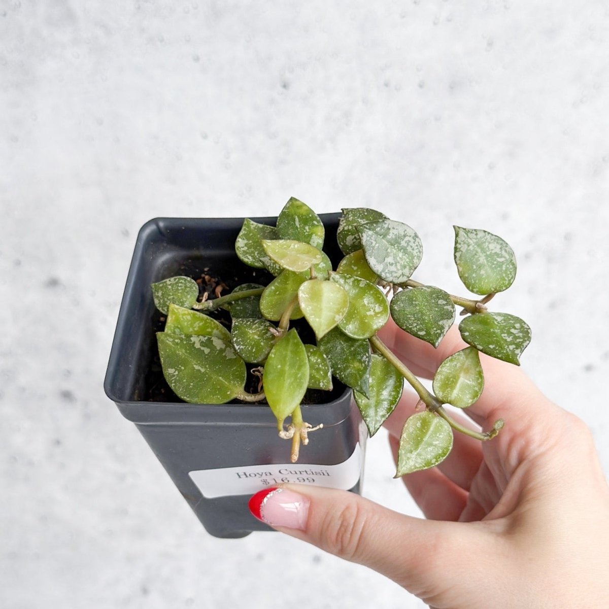  Hoya Curtisii - Tiny-Leaf Waxflower