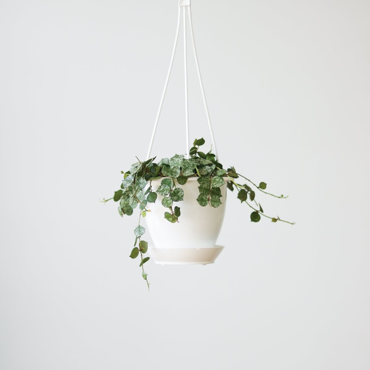  Hoya Curtisii - Tiny-Leaf Waxflower