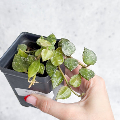  Hoya Curtisii - Tiny-Leaf Waxflower