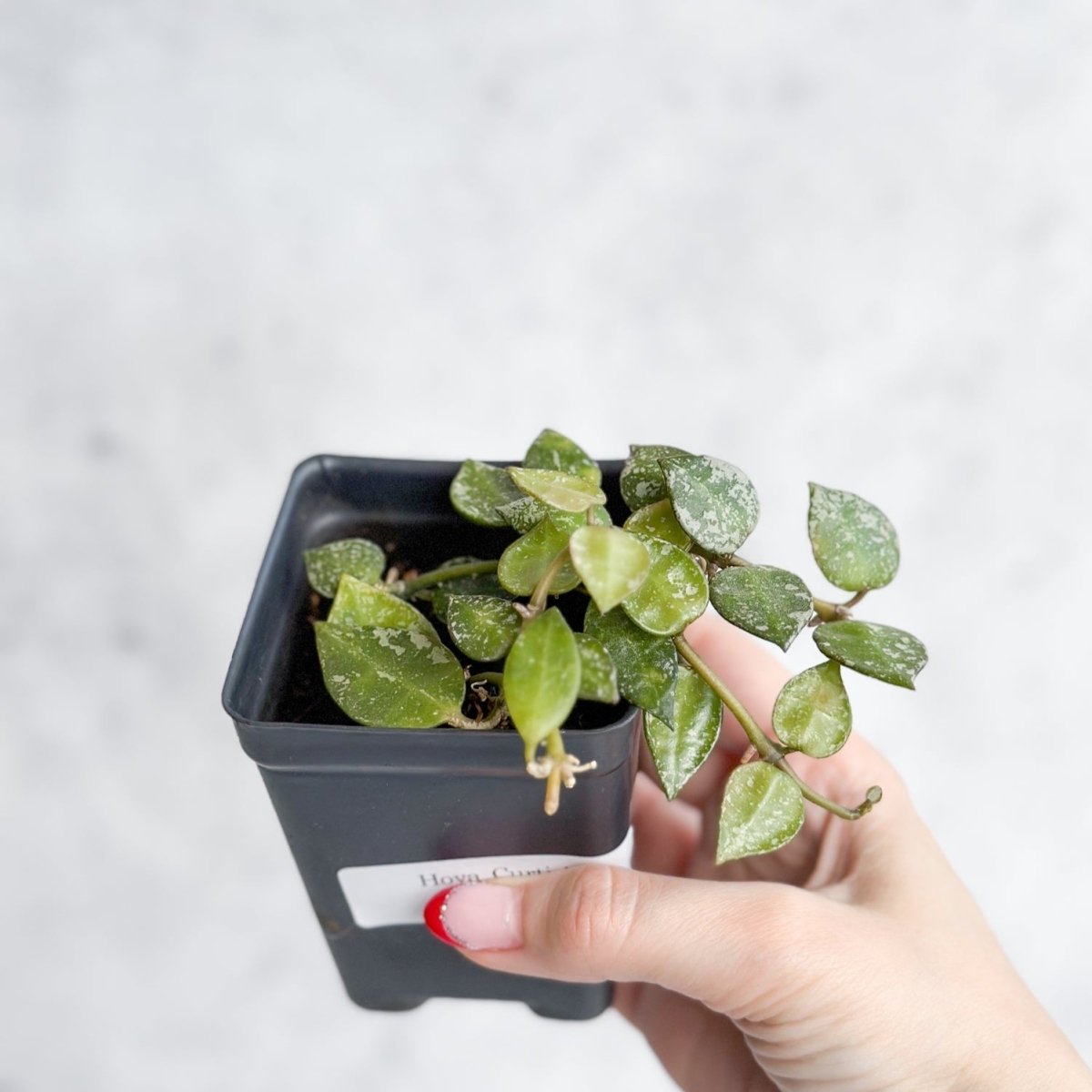  Hoya Curtisii - Tiny-Leaf Waxflower