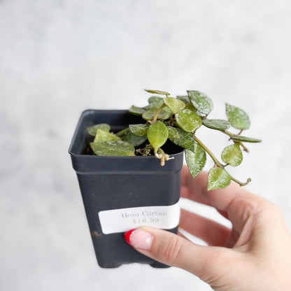  Hoya Curtisii - Tiny-Leaf Waxflower
