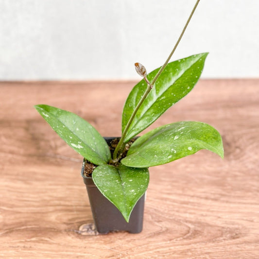 Hoya Fungii X Pubicalyx - Fungii Wax Plant