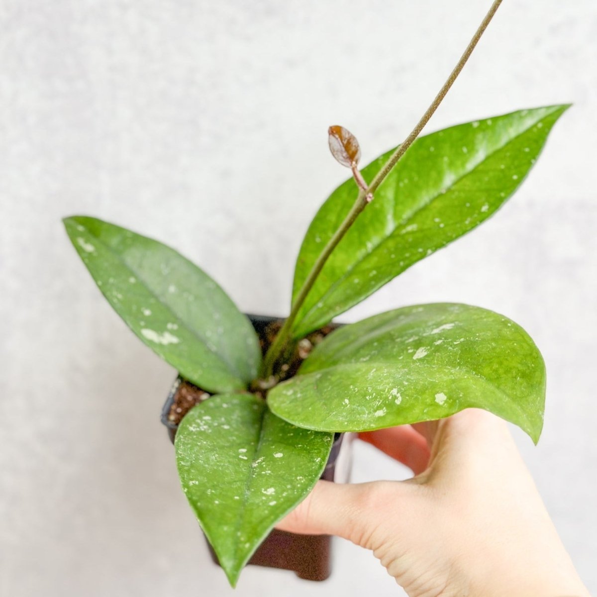  Hoya Fungii X Pubicalyx - Fungii Wax Plant