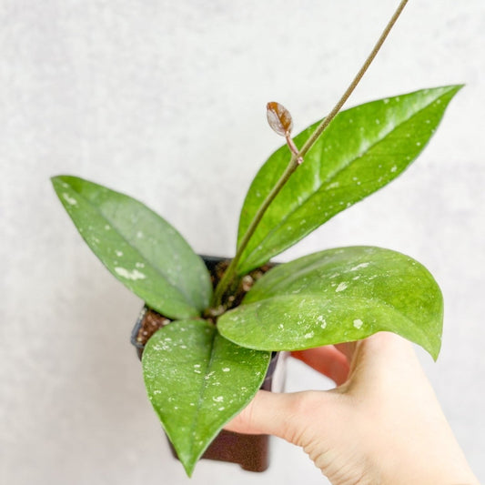  Hoya Fungii X Pubicalyx - Fungii Wax Plant