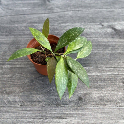  Hoya Gracilis (Hoya Memoria)