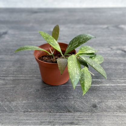  Hoya Gracilis (Hoya Memoria)