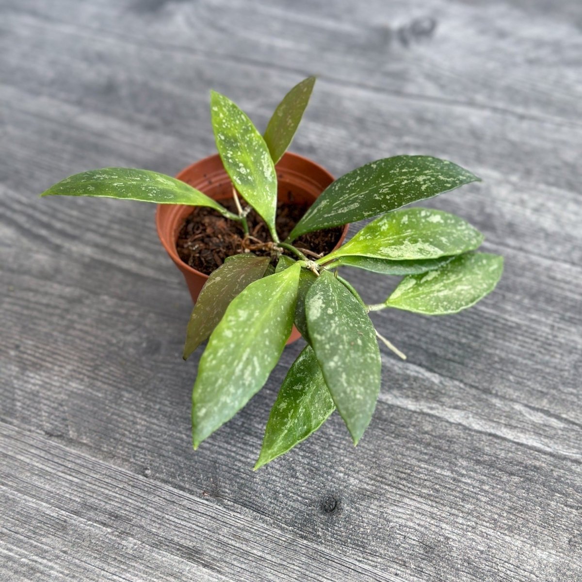  Hoya Gracilis (Hoya Memoria)