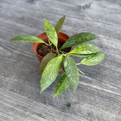  Hoya Gracilis (Hoya Memoria)