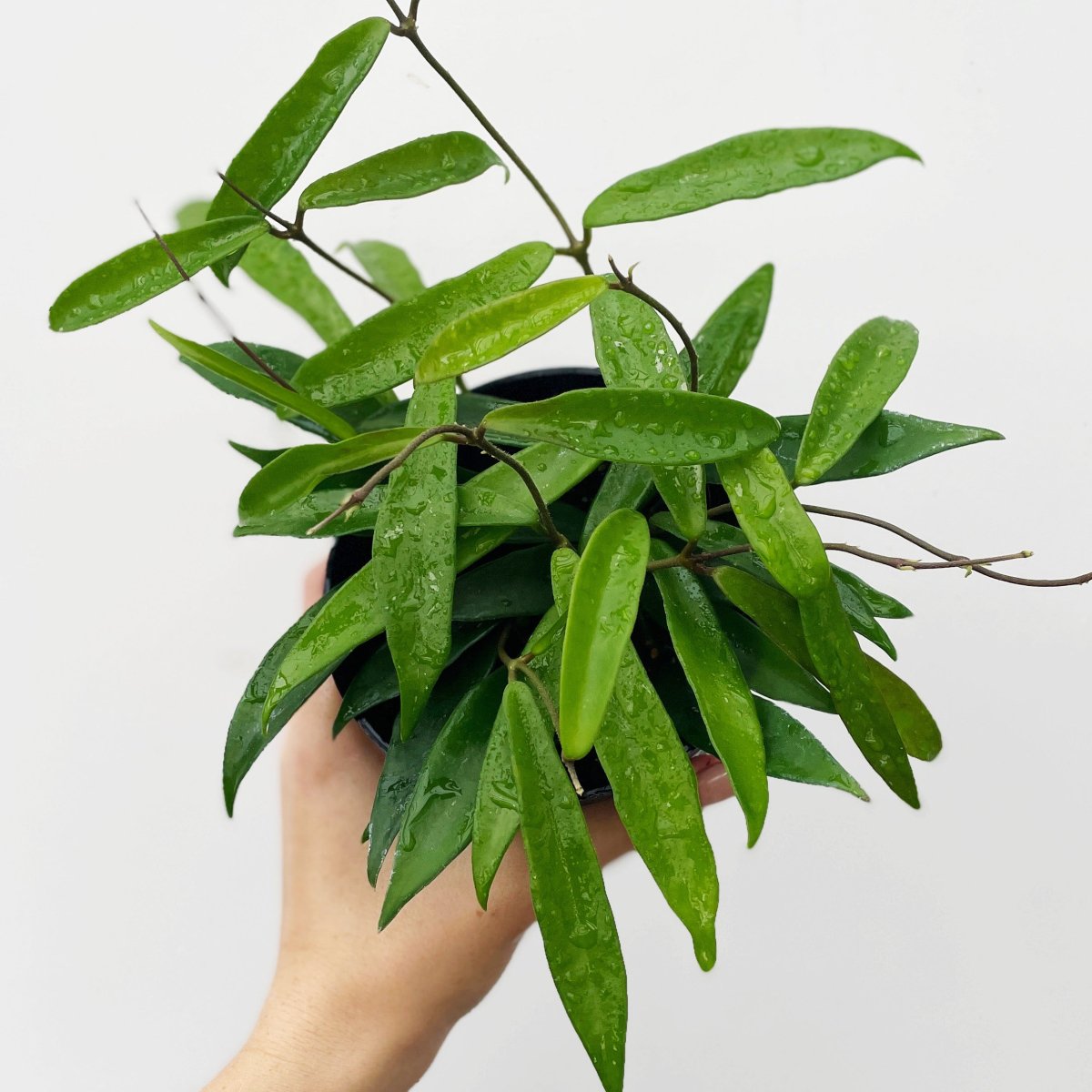  Hoya Hybrid Minibelle - Waxvine Plant