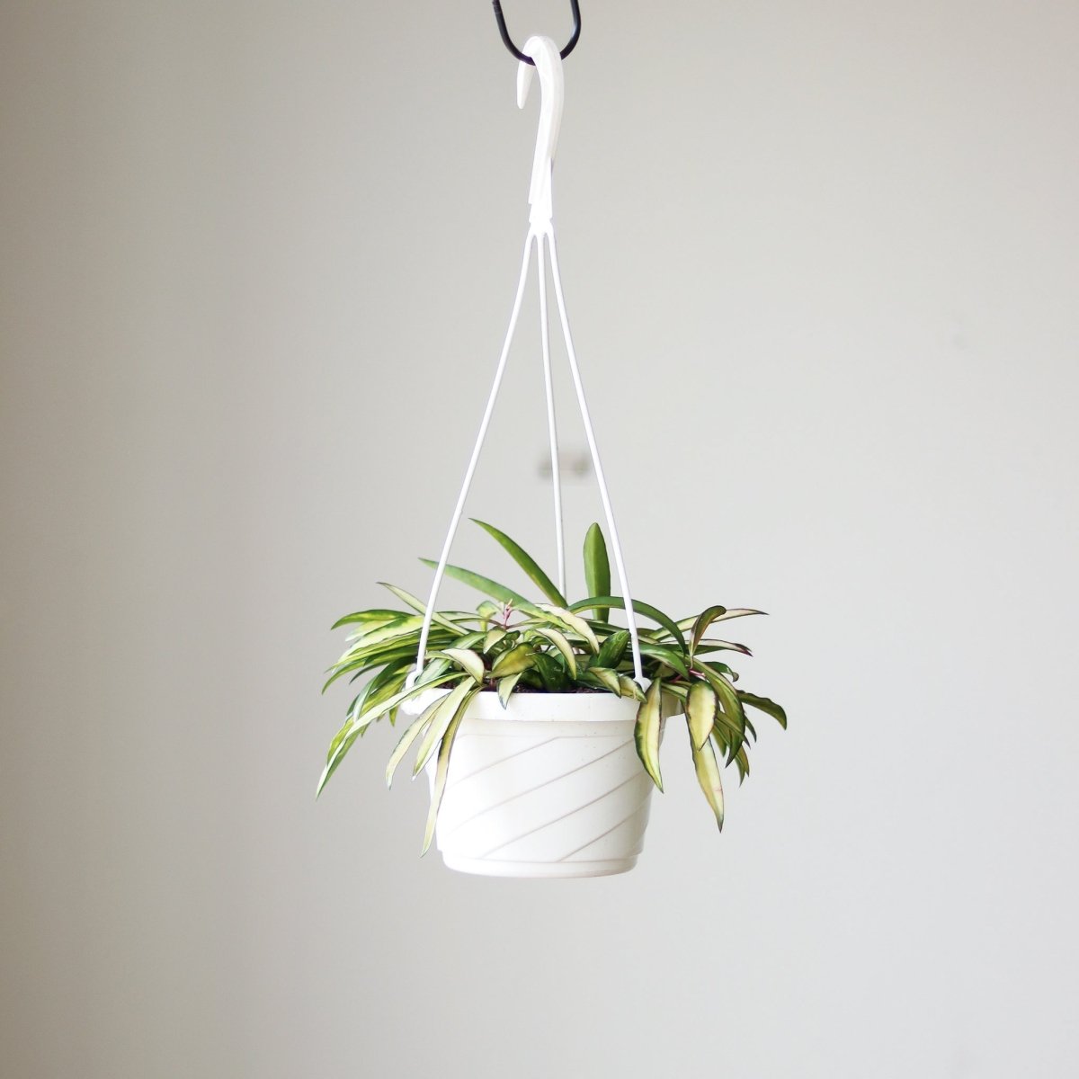  Hoya Kentiana Variegata - Hanging Basket