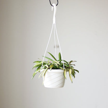  Hoya Kentiana Variegata - Hanging Basket