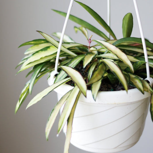  Hoya Kentiana Variegata - Hanging Basket