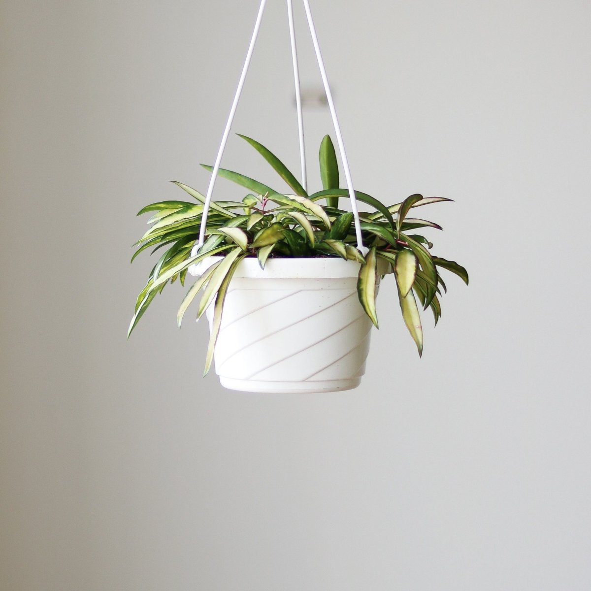  Hoya Kentiana Variegata - Hanging Basket