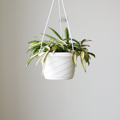 Hoya Kentiana Variegata - Hanging Basket
