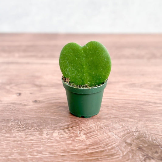  Hoya Kerrii 'Hoya Heart' Sweetheart Plant - 2.5 Inch