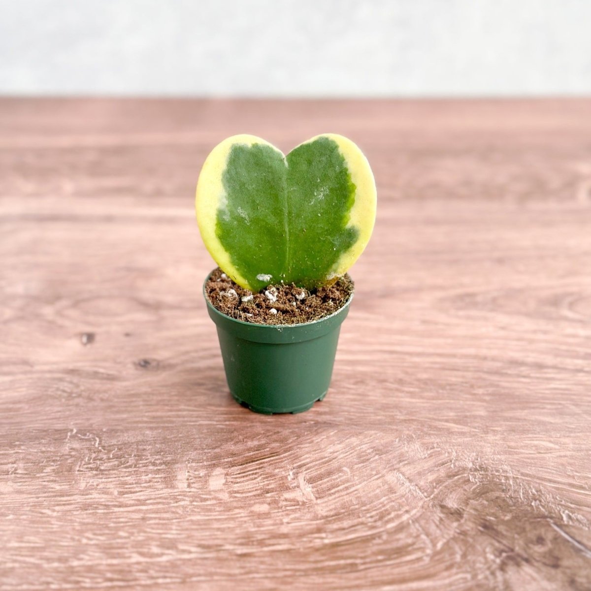  Hoya Kerrii Varigated 'Hoya Heart' Sweetheart Plants