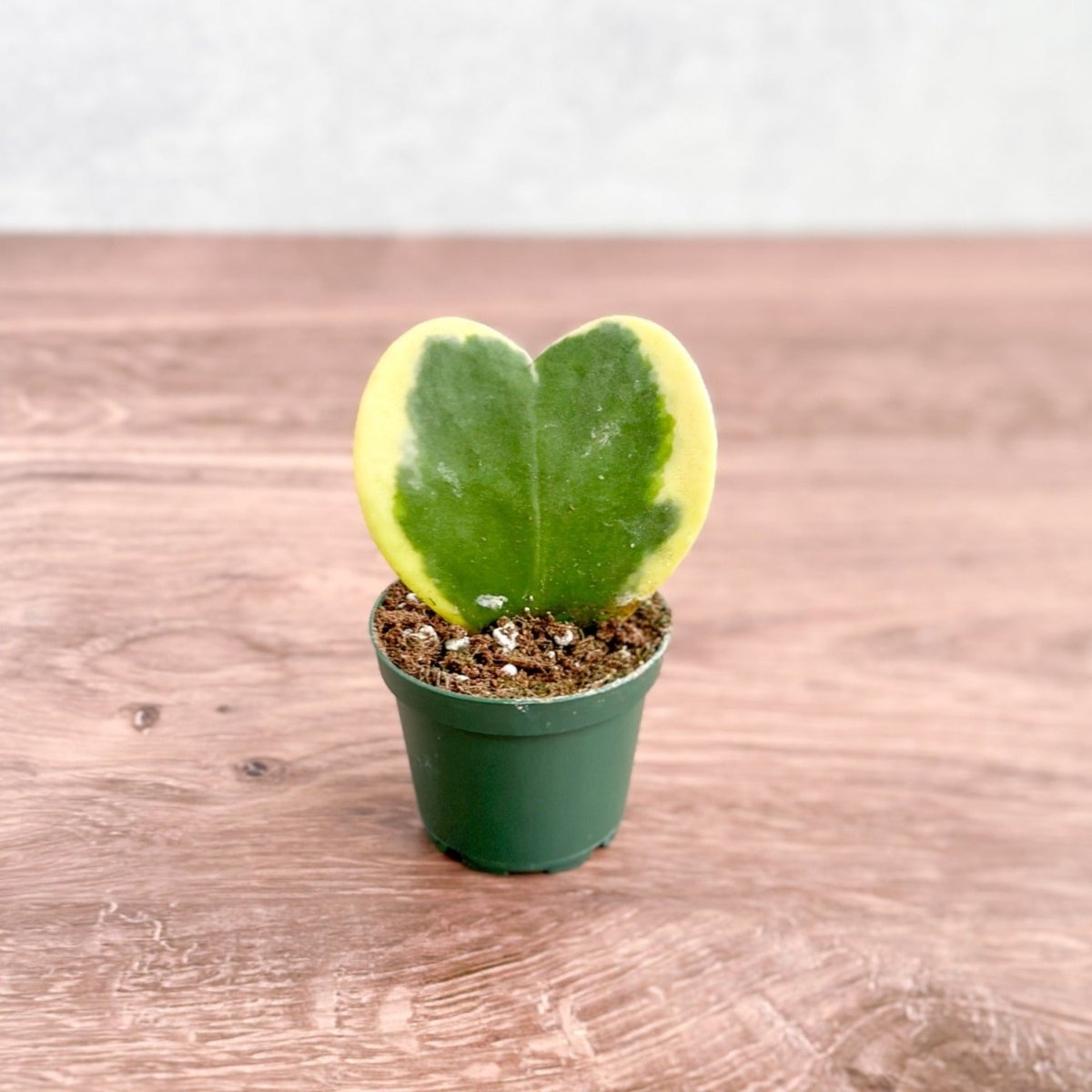  Hoya Kerrii Varigated 'Hoya Heart' Sweetheart Plants