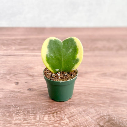  Hoya Kerrii Varigated 'Hoya Heart' Sweetheart Plants