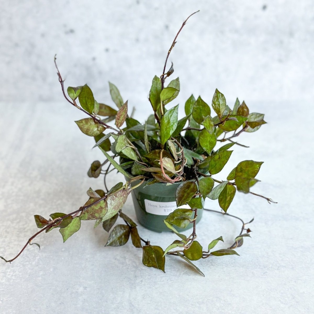  Hoya Khroniana 'Black' - Black Hoya - 4 Inch
