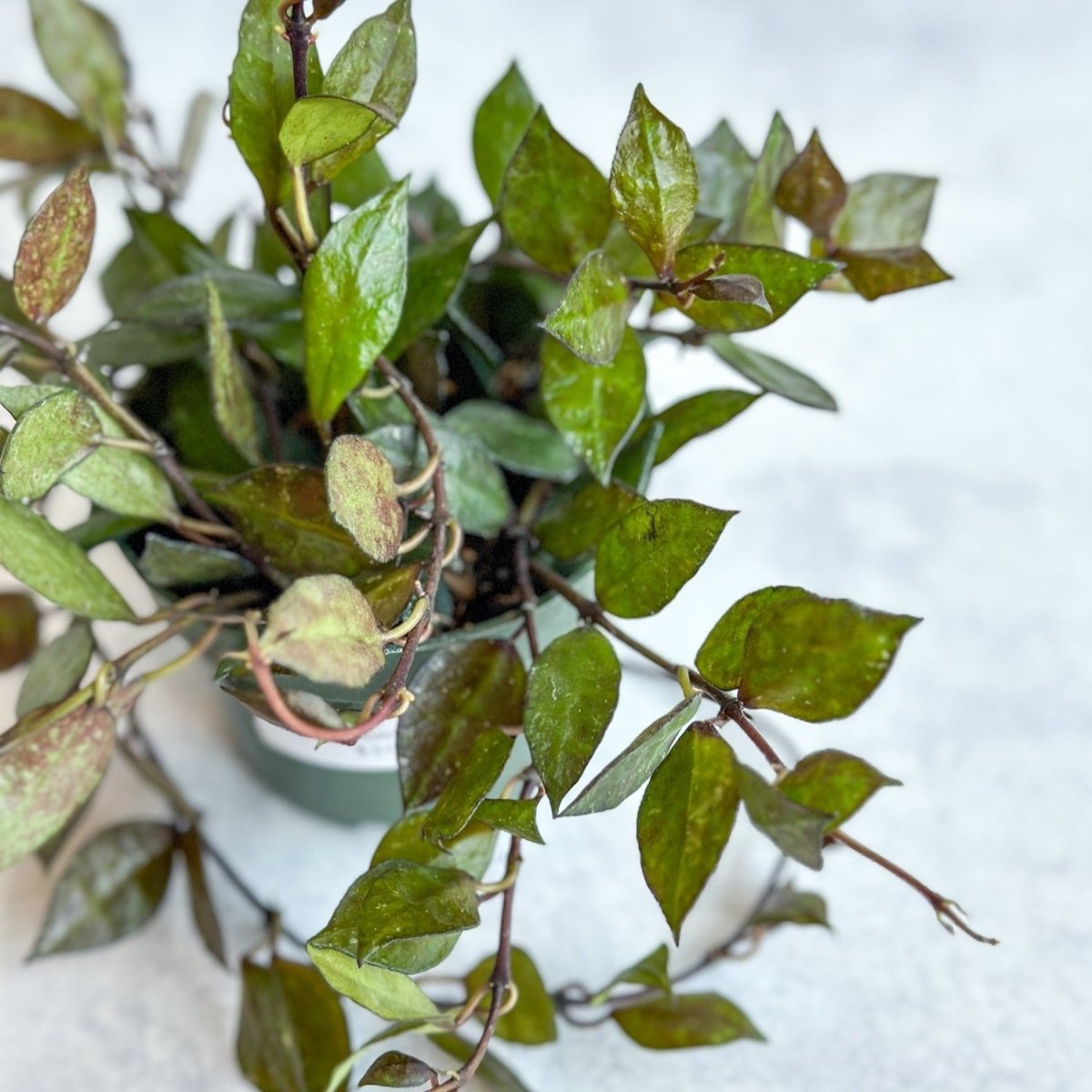  Hoya Khroniana 'Black' - Black Hoya - 4 Inch