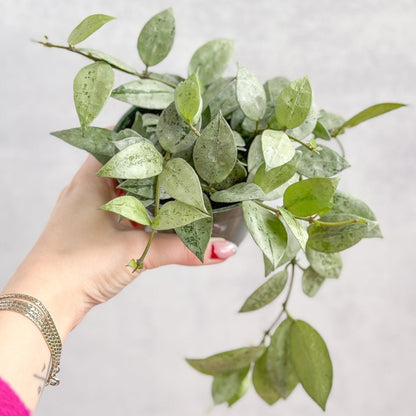  Hoya Krohniana 'Super Silver'