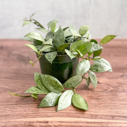  Hoya Krohniana 'Super Silver'