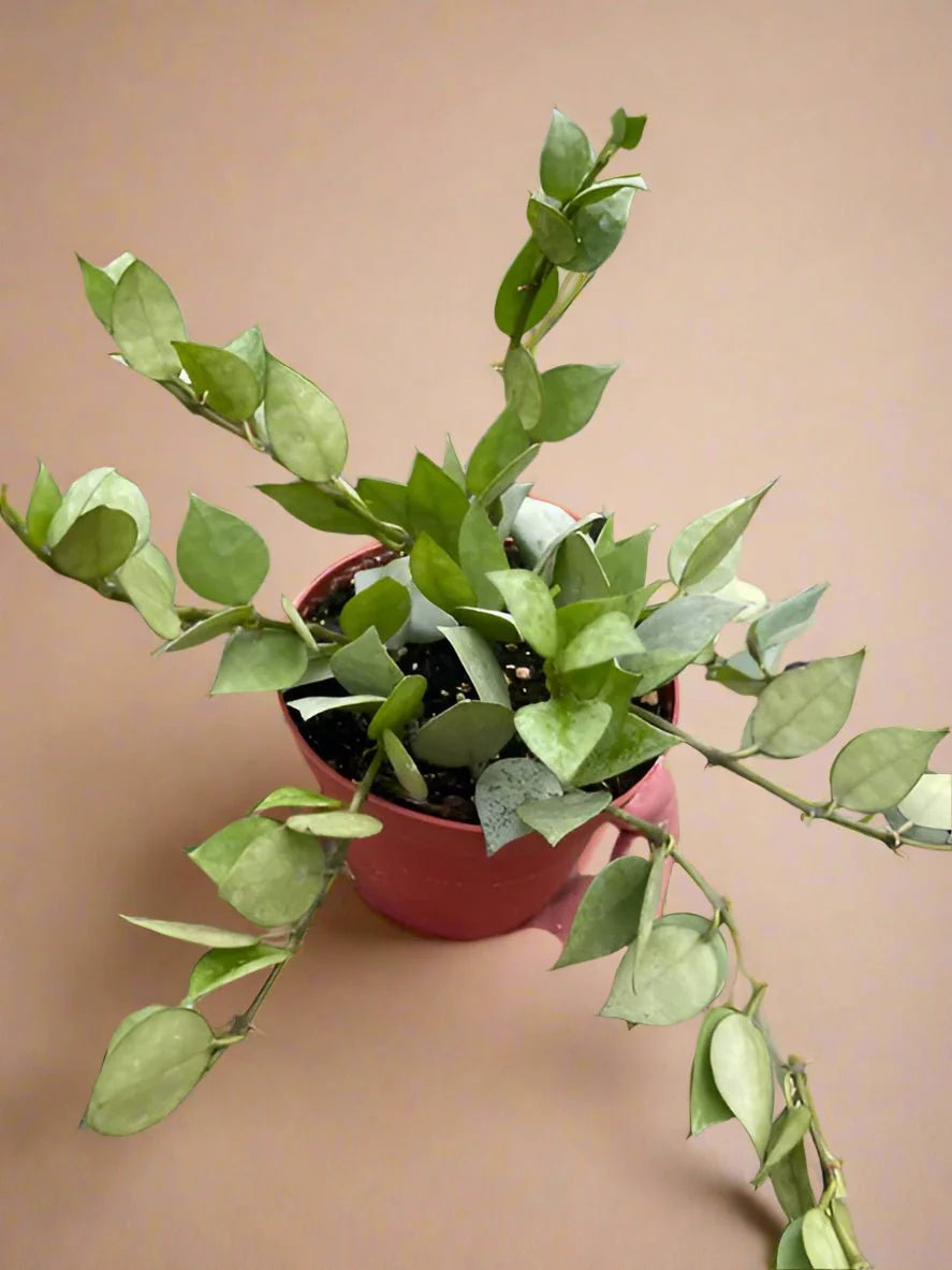  Hoya Krohniana 'Super Silver'