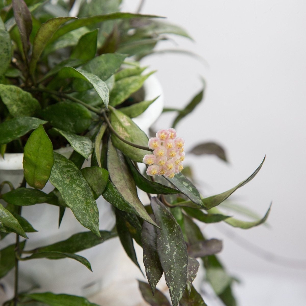  Hoya Lacunosa ‘Royal Flush’