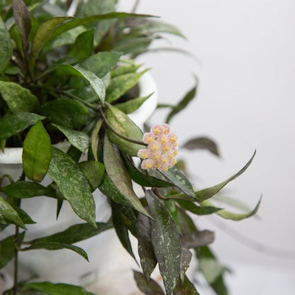  Hoya Lacunosa ‘Royal Flush’