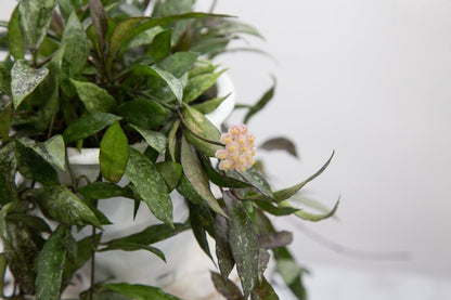  Hoya Lacunosa ‘Royal Flush’