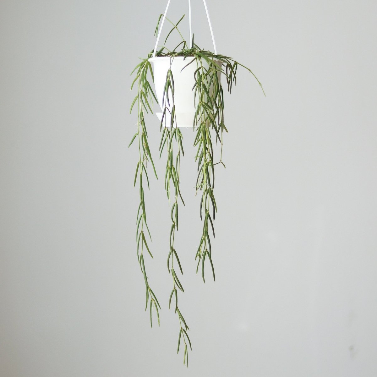  Hoya Linearis - Wax Vine