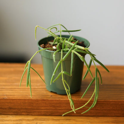  Hoya Linearis - Wax Vine